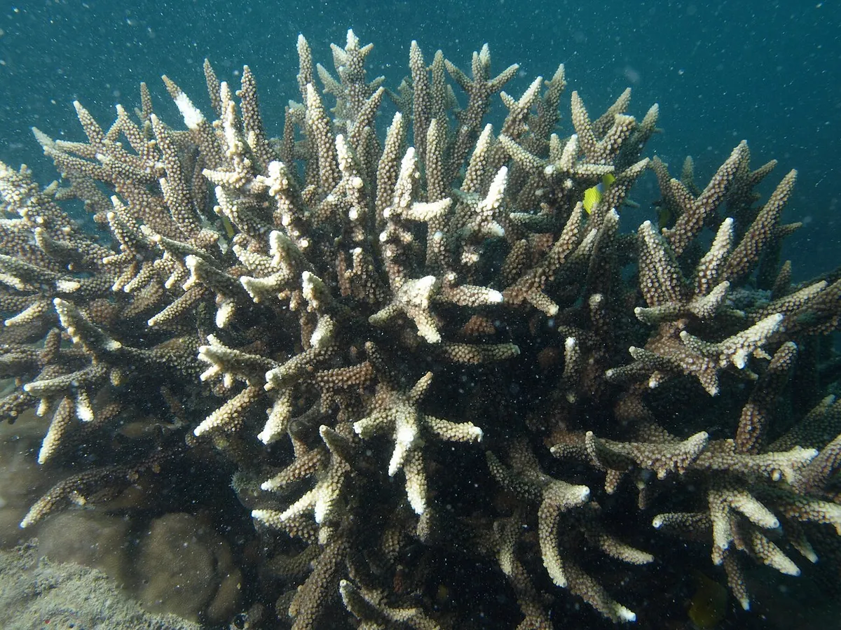 Acropora vaughani
