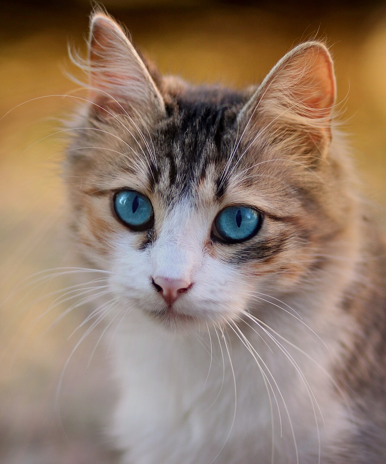 8 Eyes