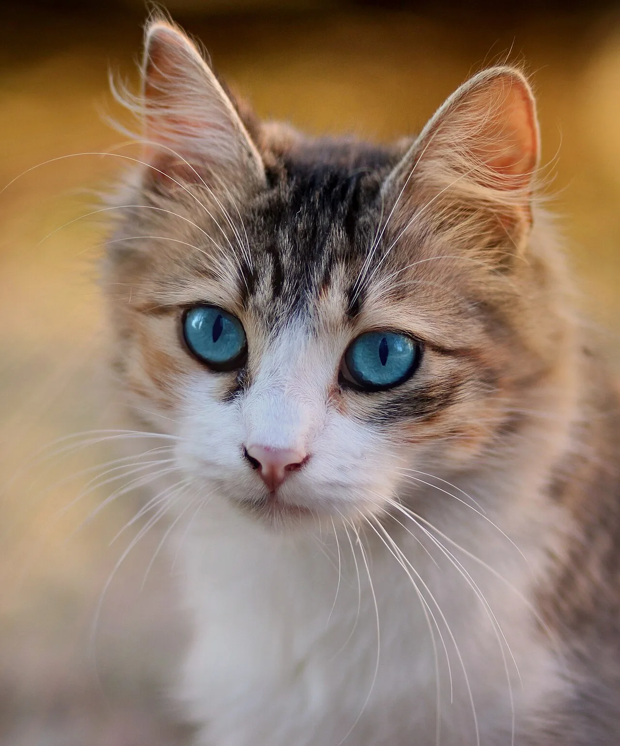 8 Eyes