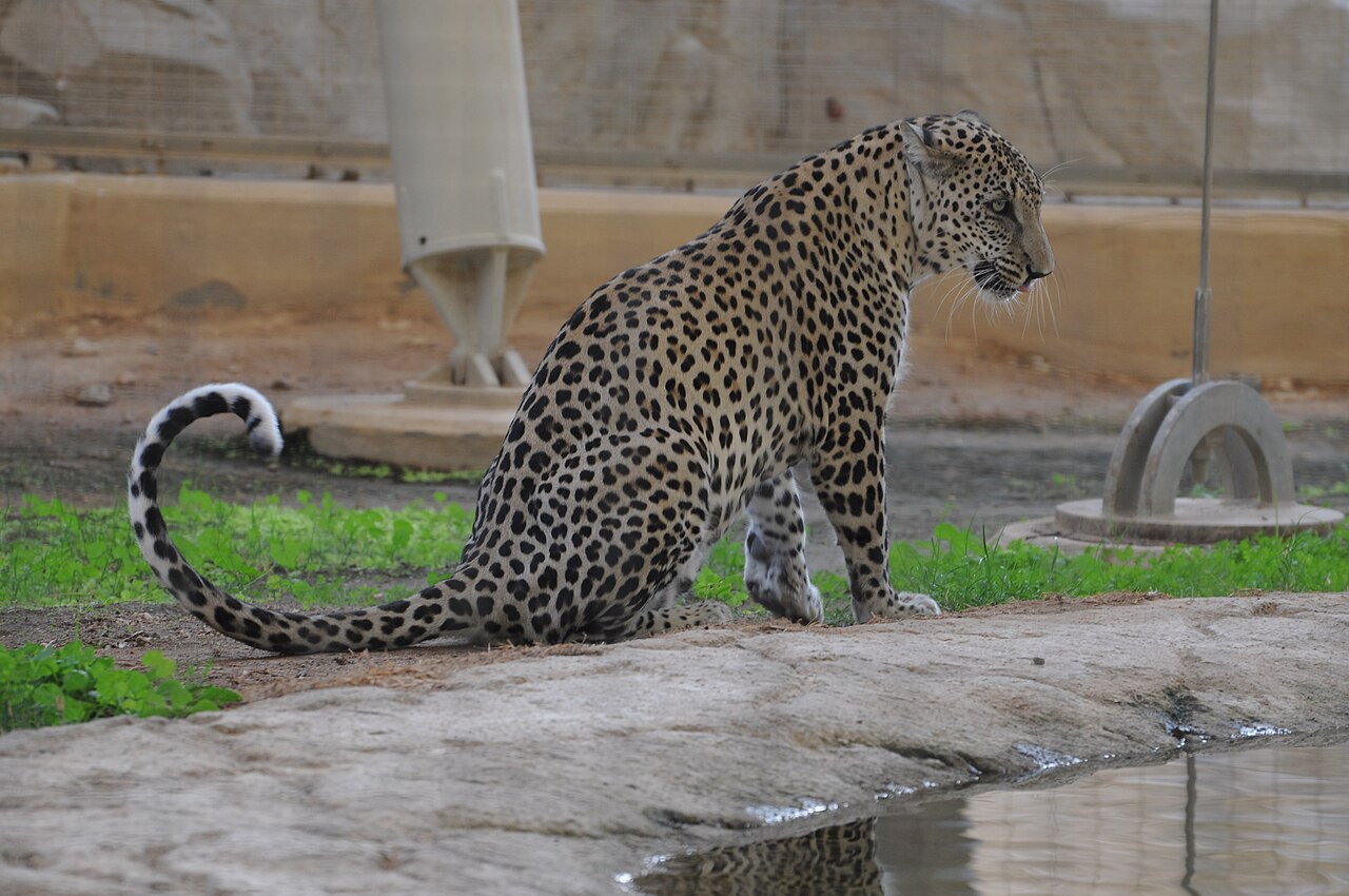 Arabian Leopard Nimr