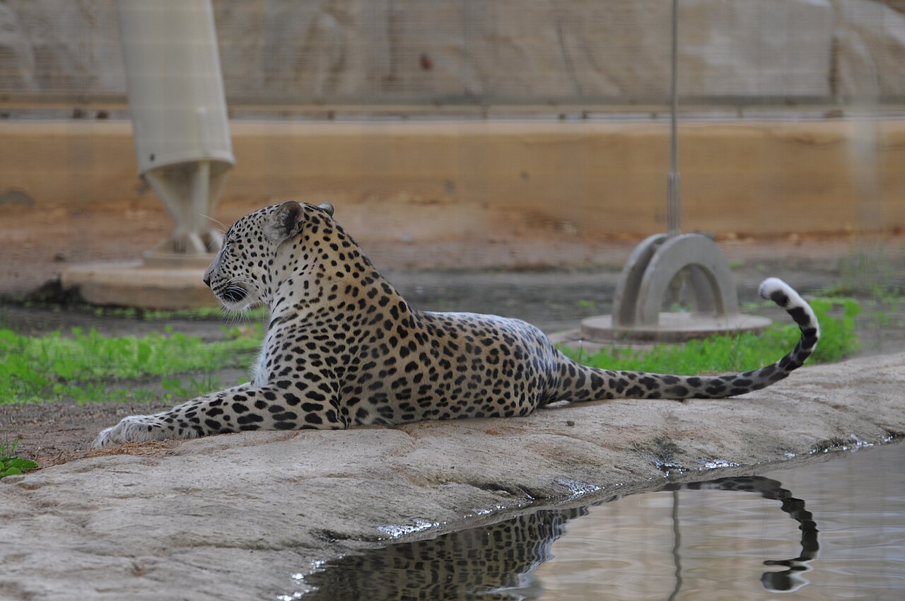 Arabian Leopard Nimr