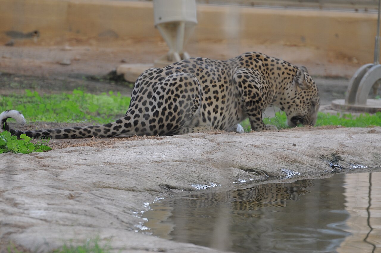 Arabian Leopard Nimr