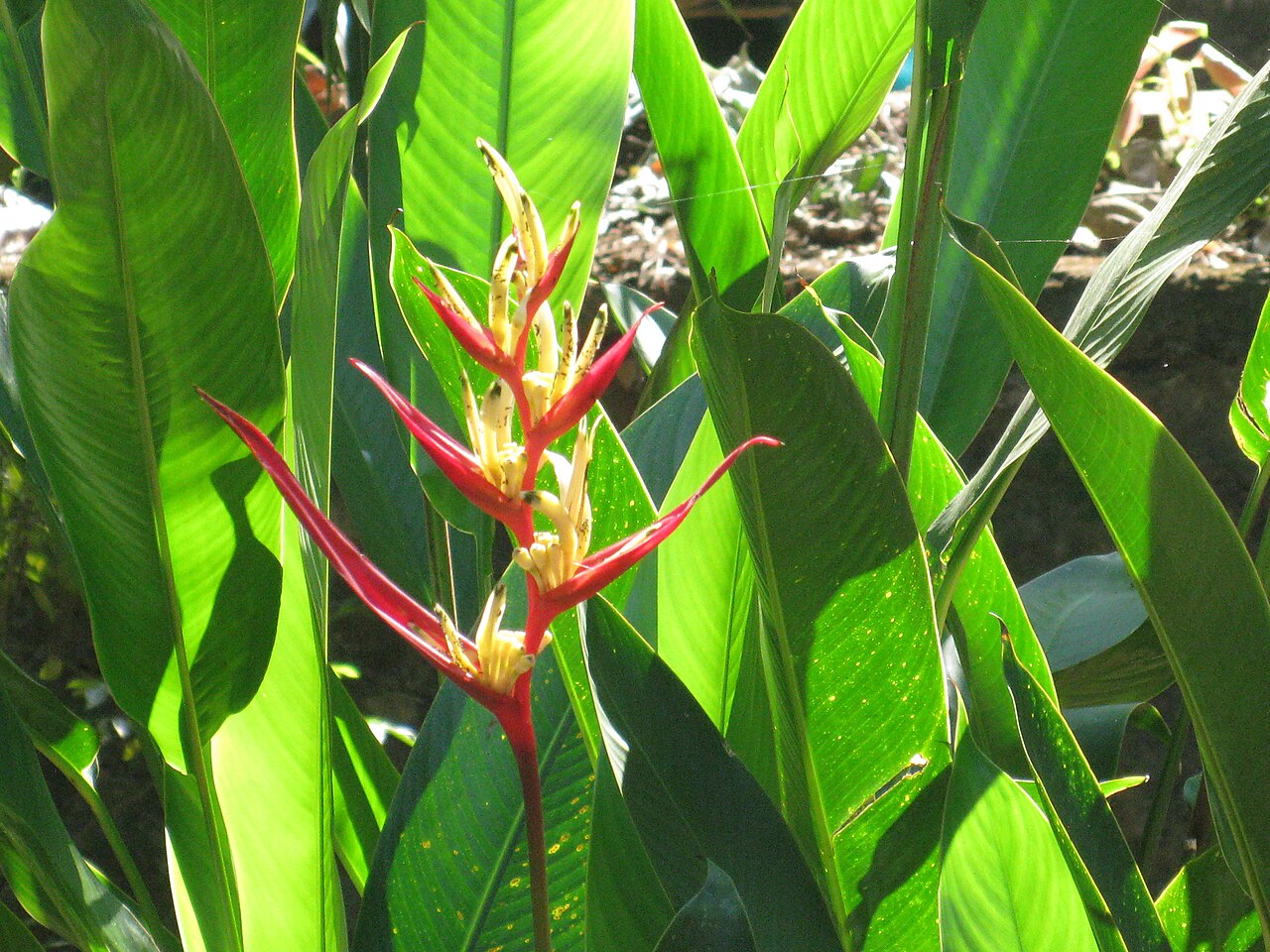 Banks of periyar (6)