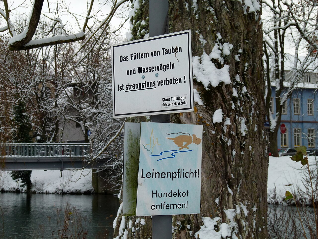 Forbidden Bridge