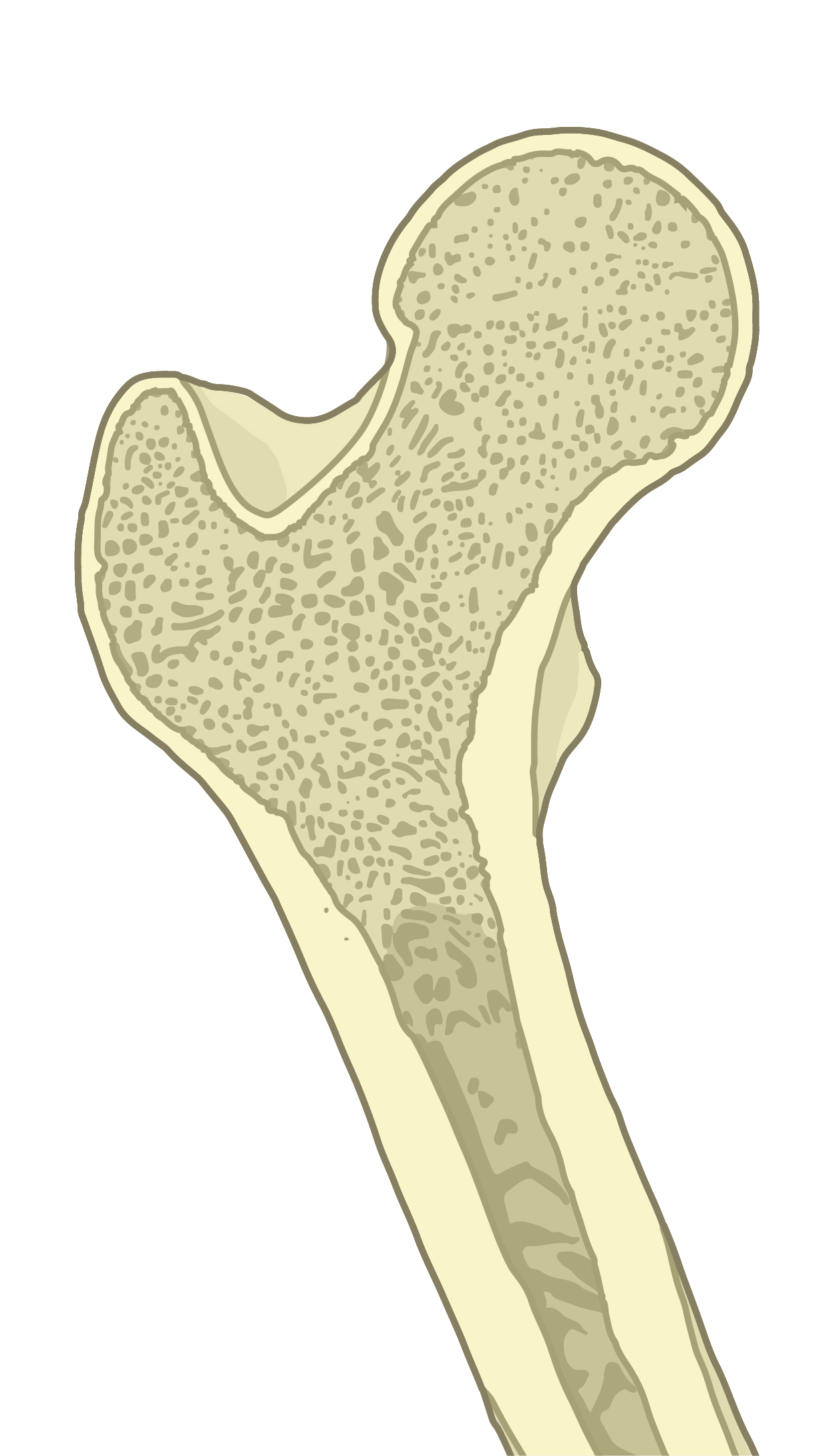 Bone health