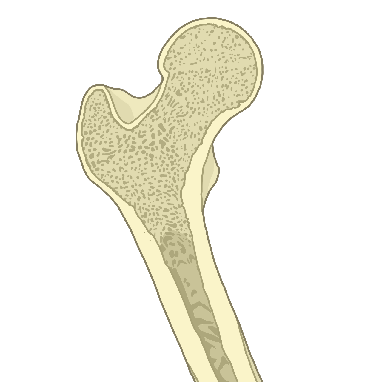 Bone health