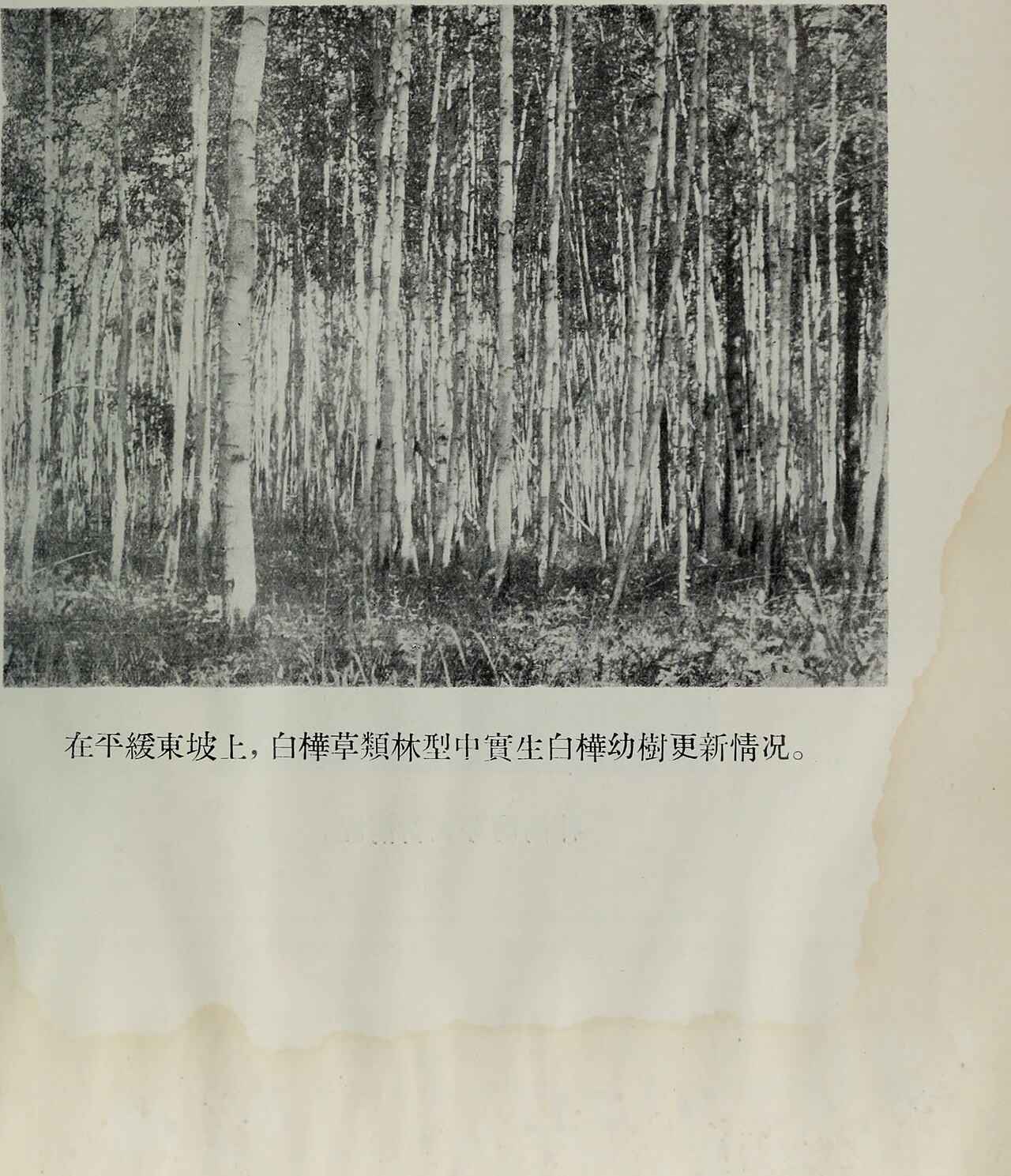 Gao Xing