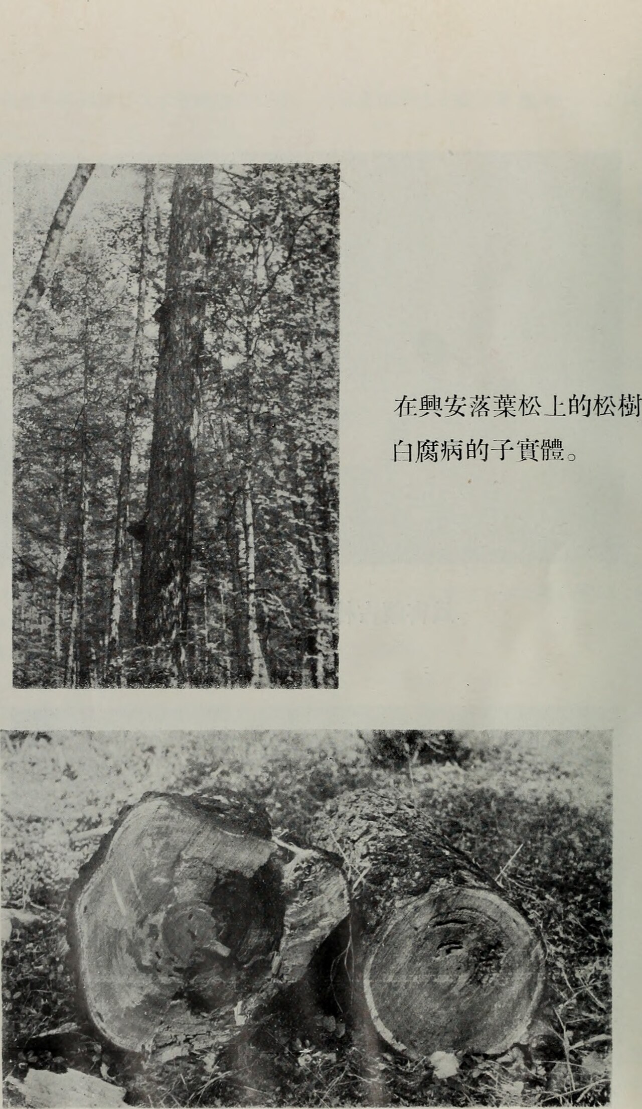 Gao Xing