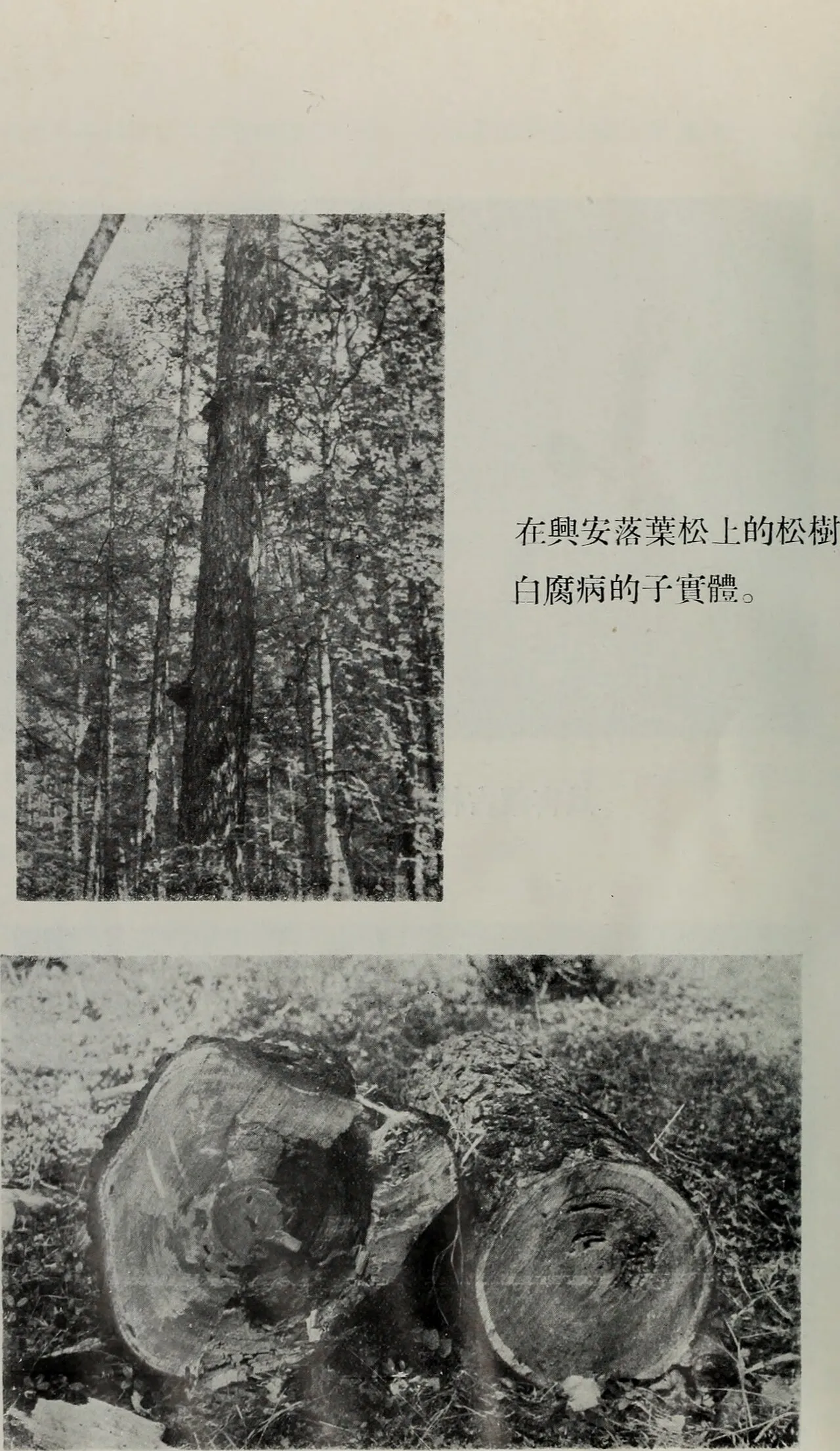 Gao Xing