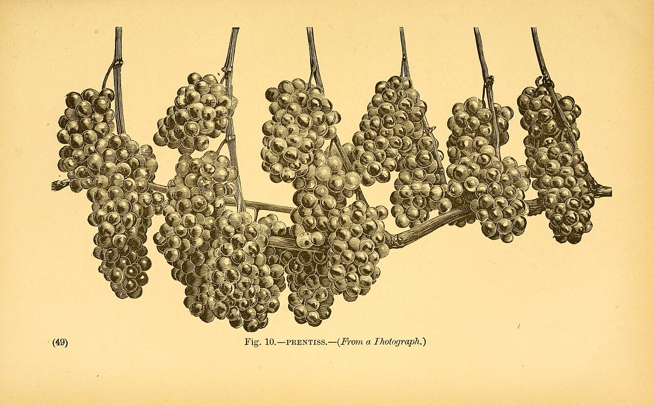 American wine