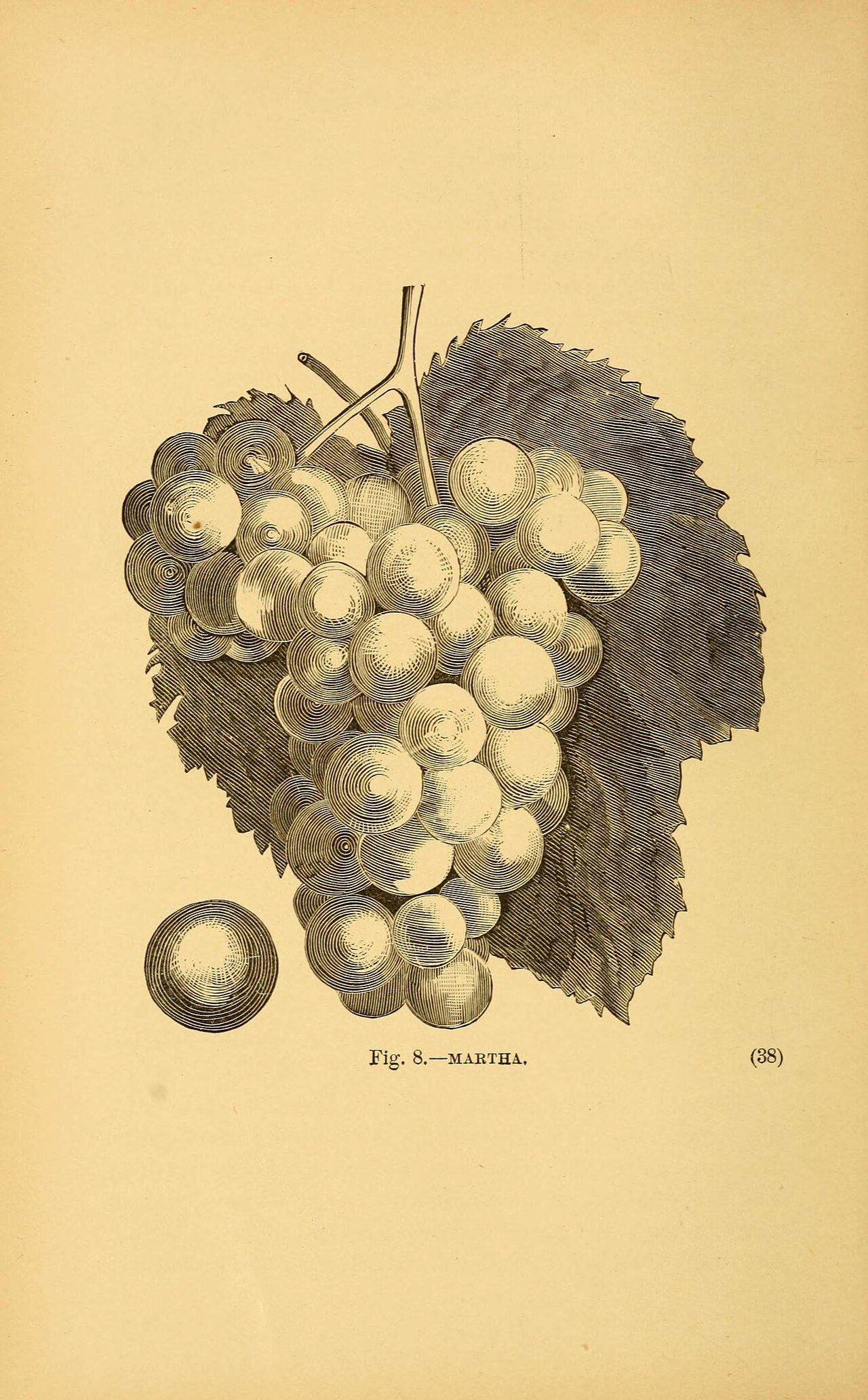 American wine