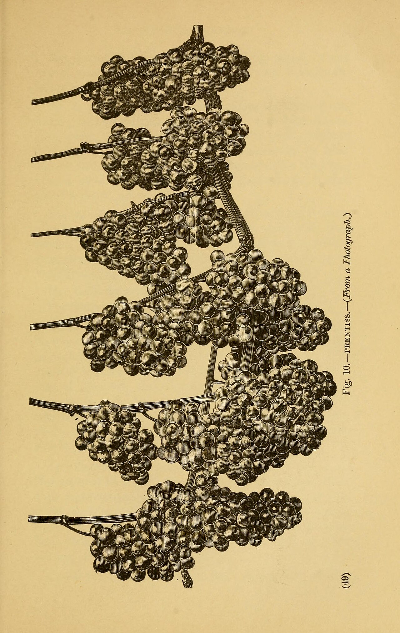 American wine