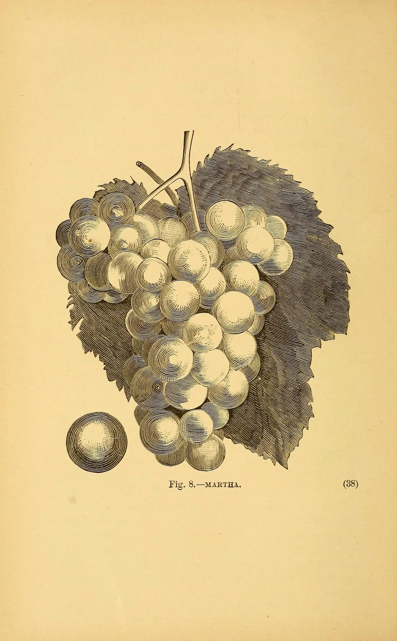American wine