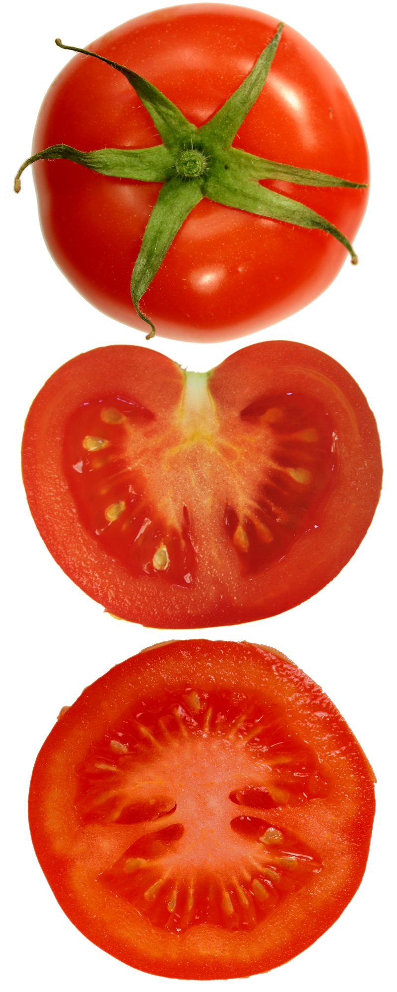 Attack of the Killer Tomatoes (TV series)