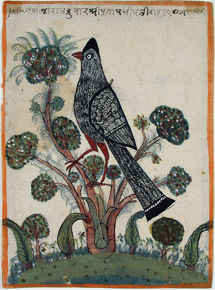 A large black and grey bird in a tree with tufted leaves