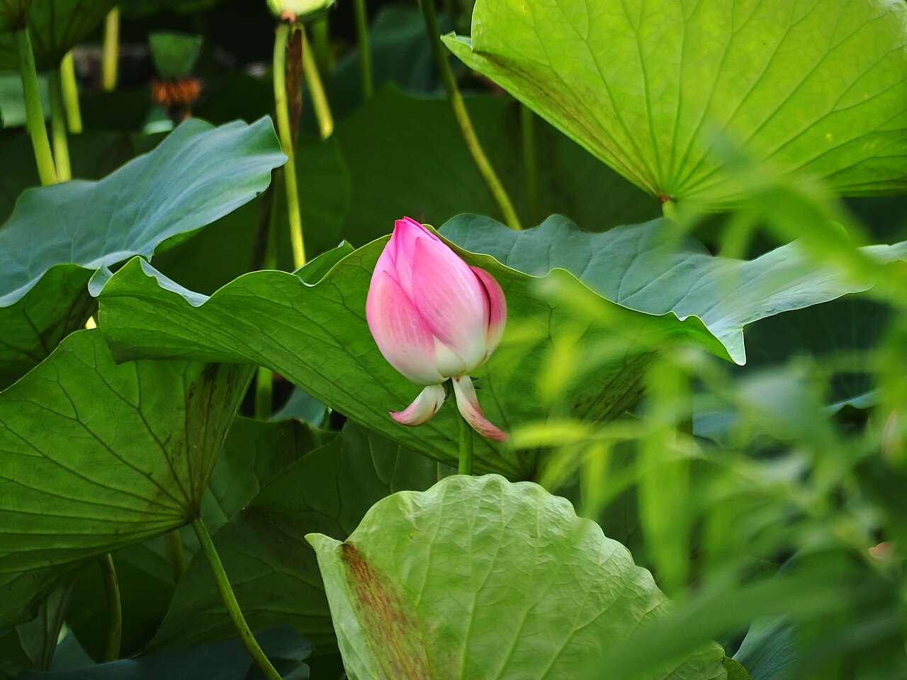 Lotus flowers in Dongzi Cultural Park Scenic Area, Dezhou 1
