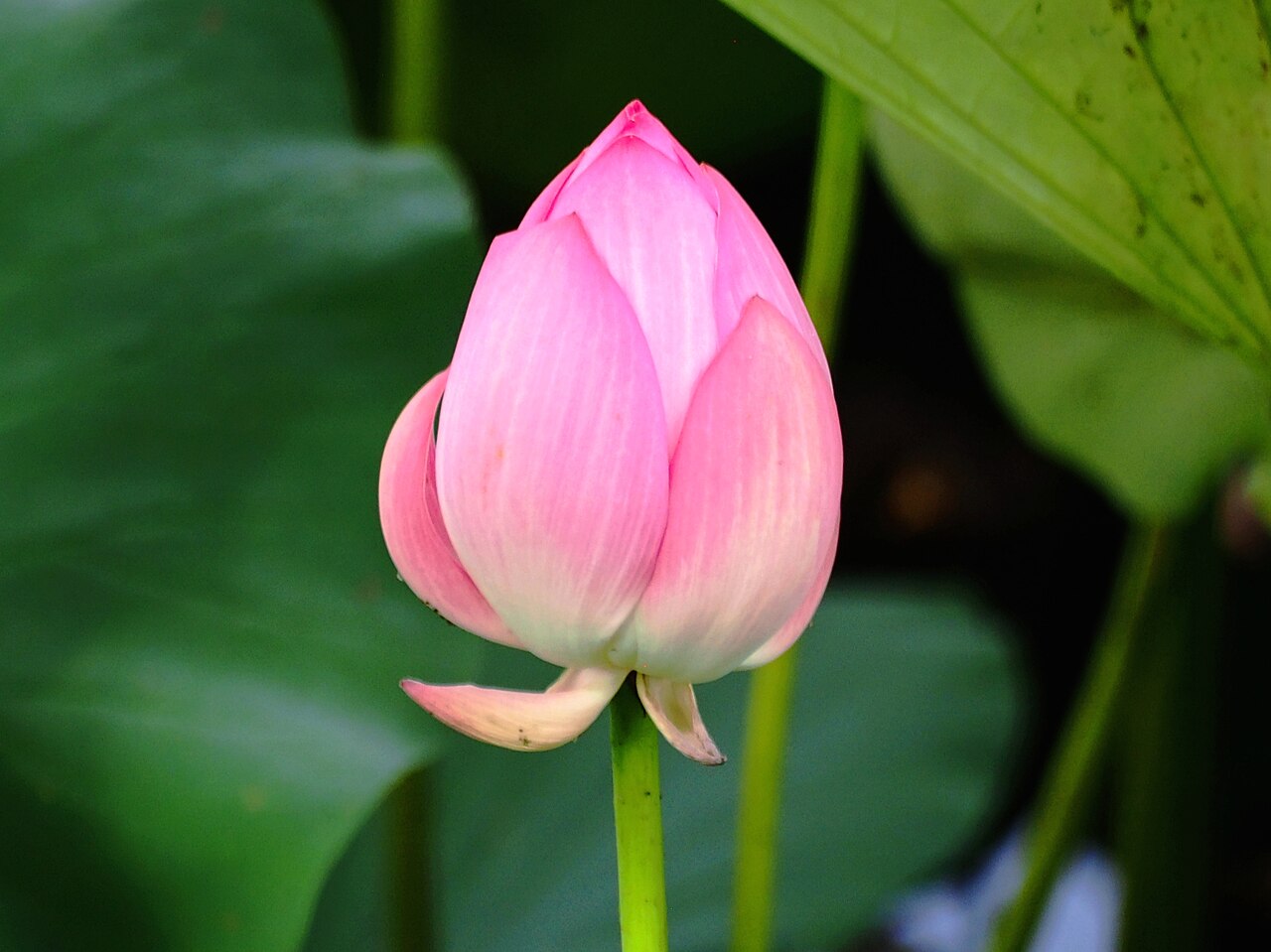 Lotus flowers in Dongzi Cultural Park Scenic Area, Dezhou 2