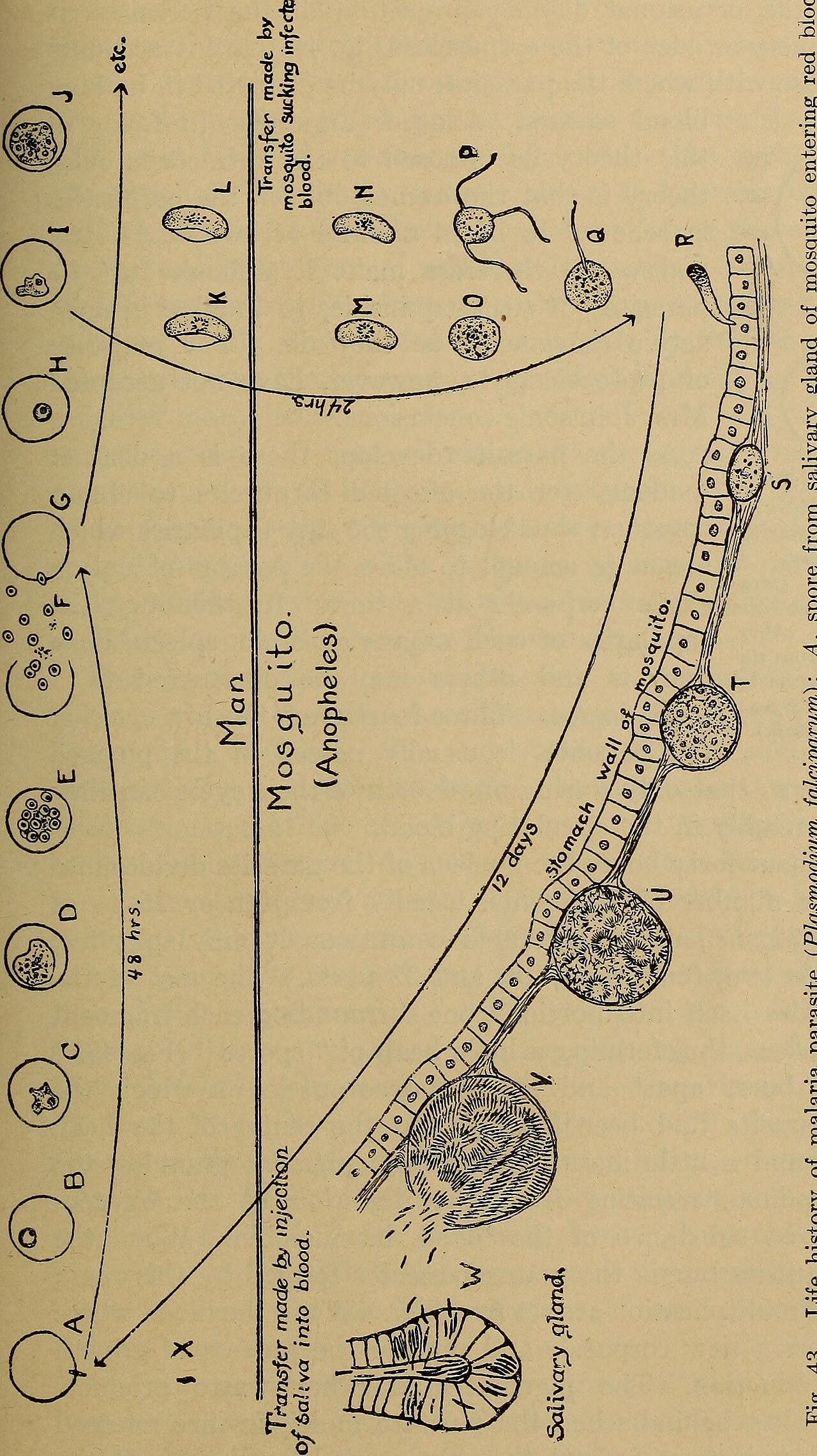 Animal disease