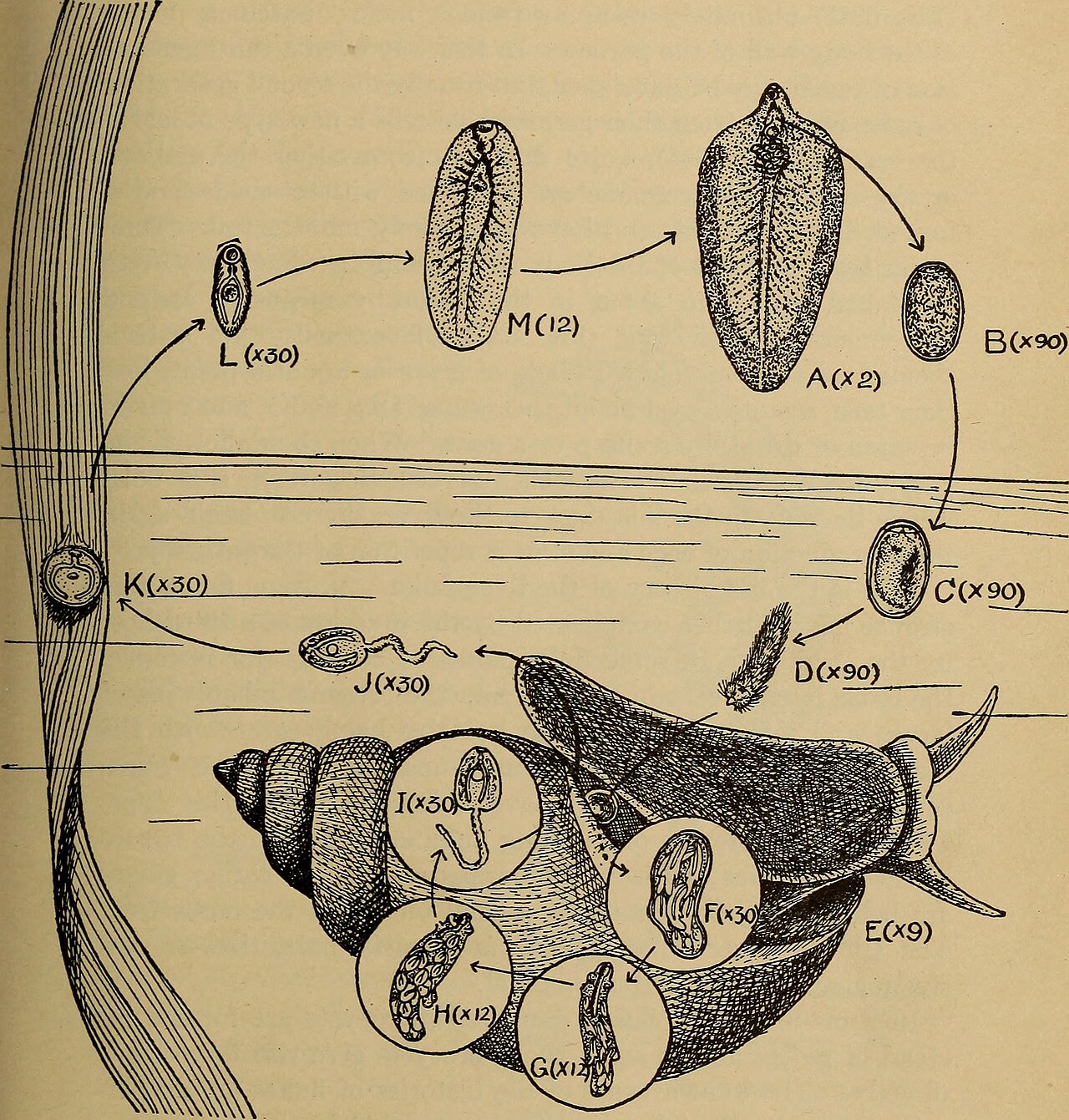 Animal disease