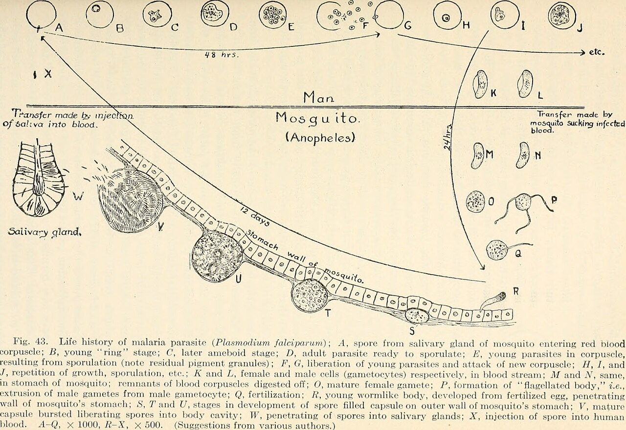 Animal disease
