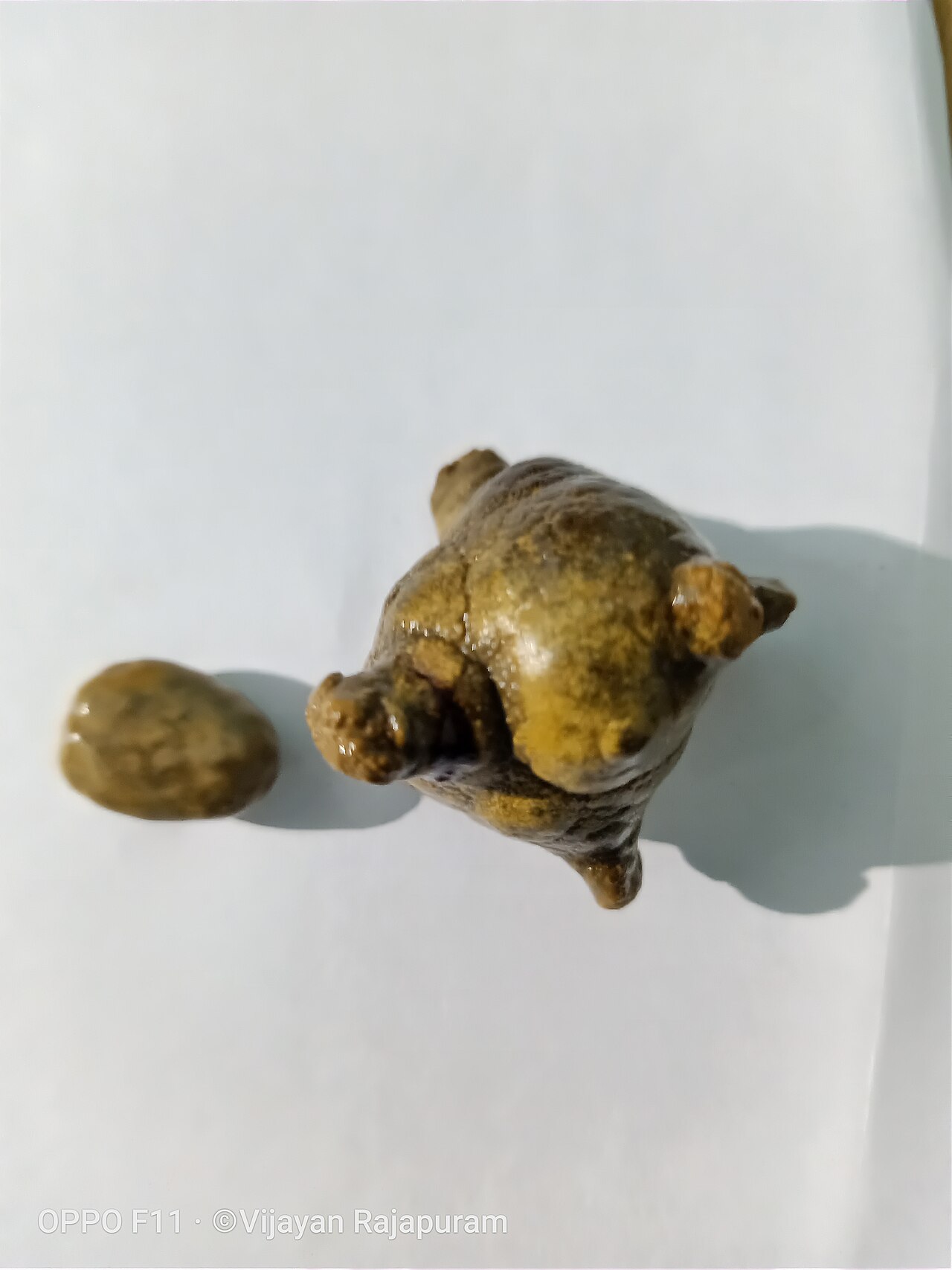 Bladder stone (animal)