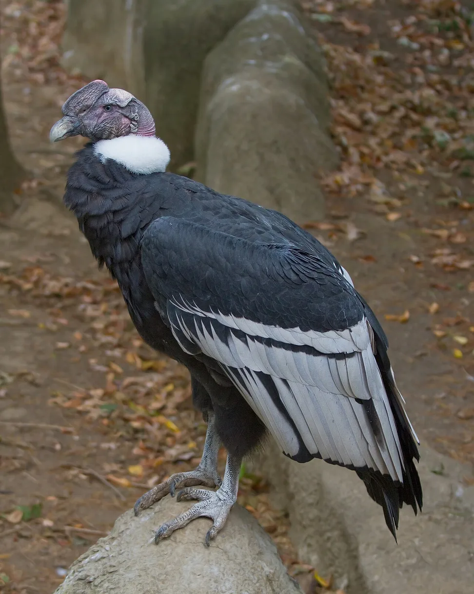 Turkey Vulture