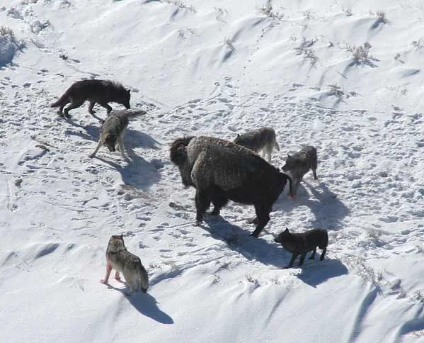 African Wild Dog