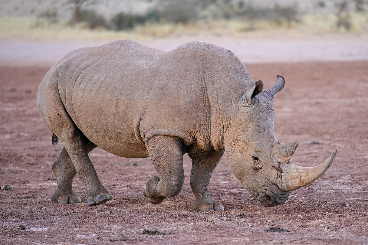 Black Rhinoceros