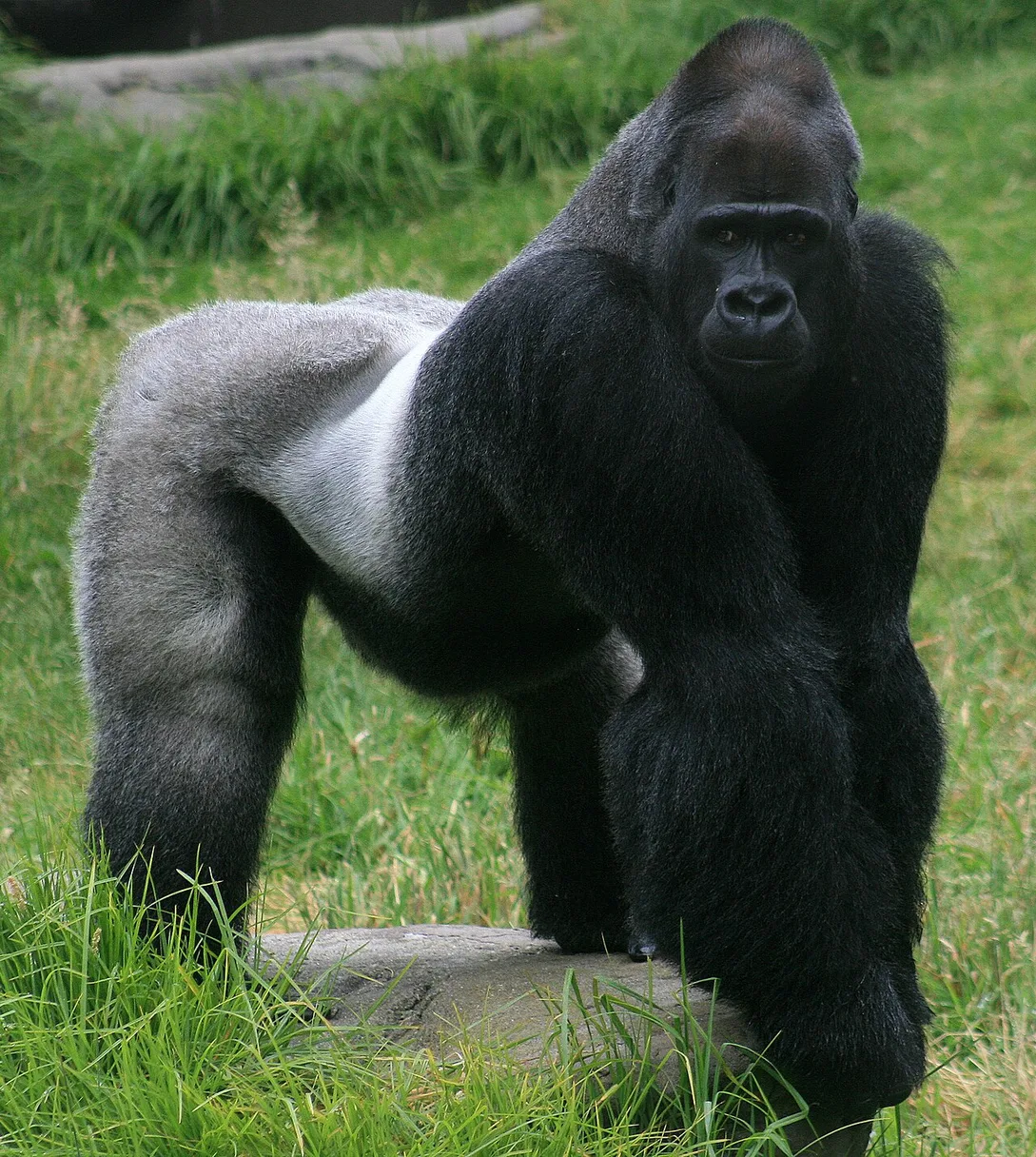 Cross River Gorilla