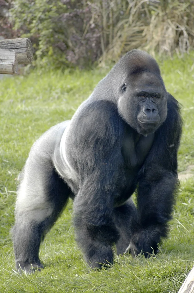 Mountain Gorilla