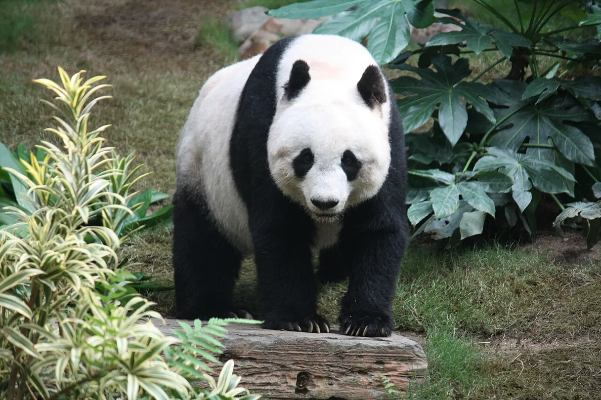 Red Panda