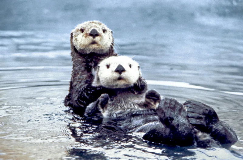 Sea Otter