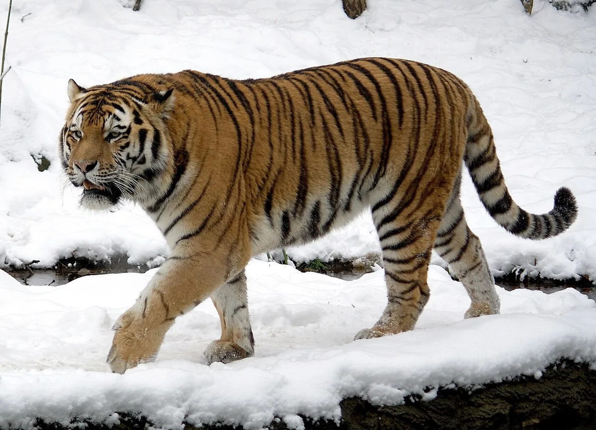 Sumatran Tiger