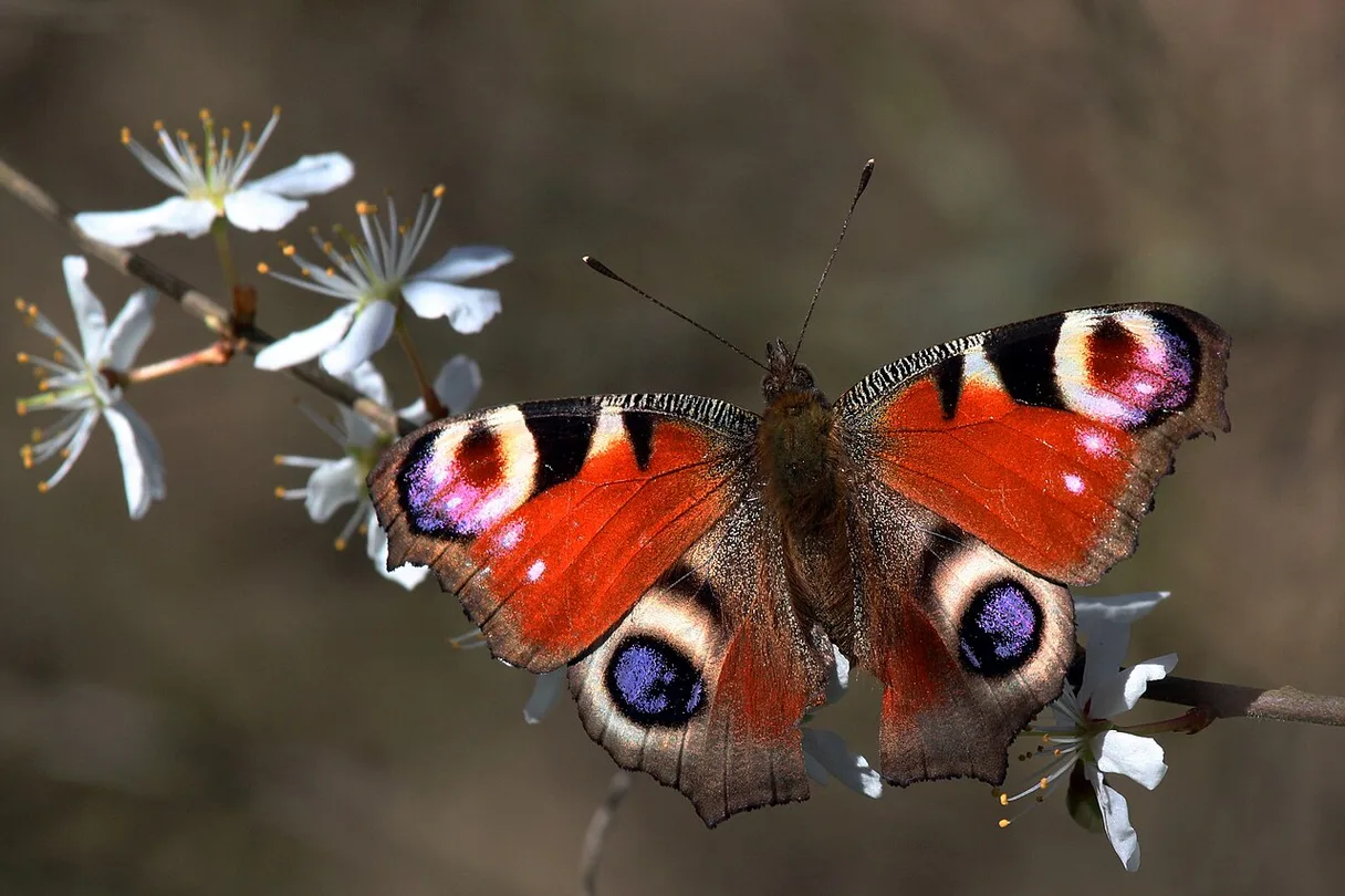 Atlas Moth
