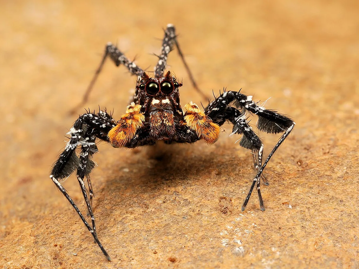 Bold Jumping Spider