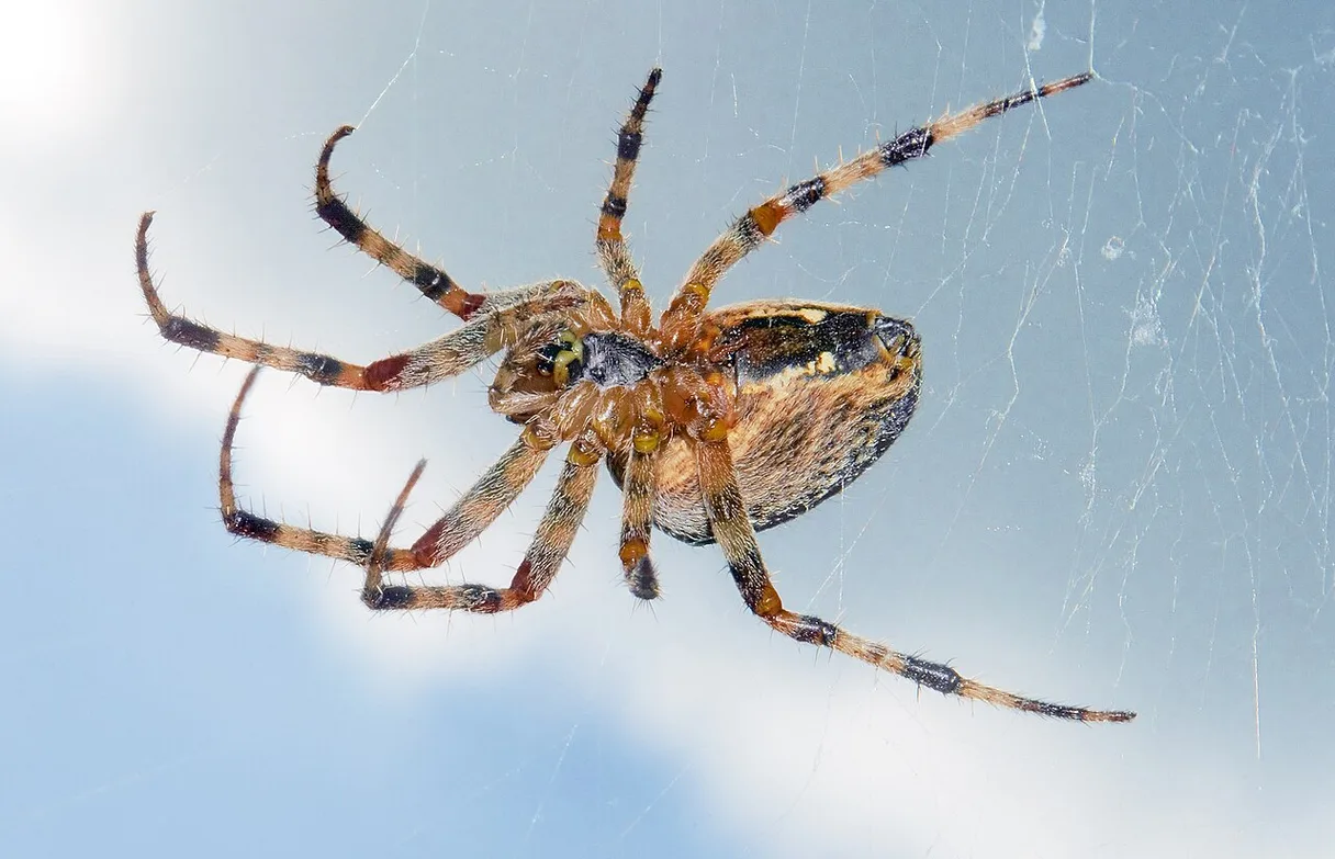 Brown Recluse Spider