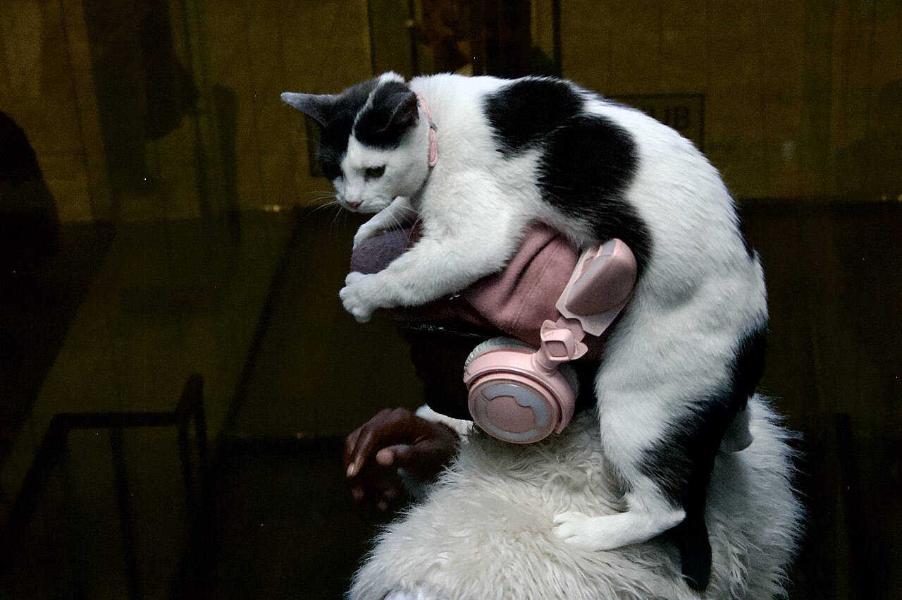 The Cat and the Dragon