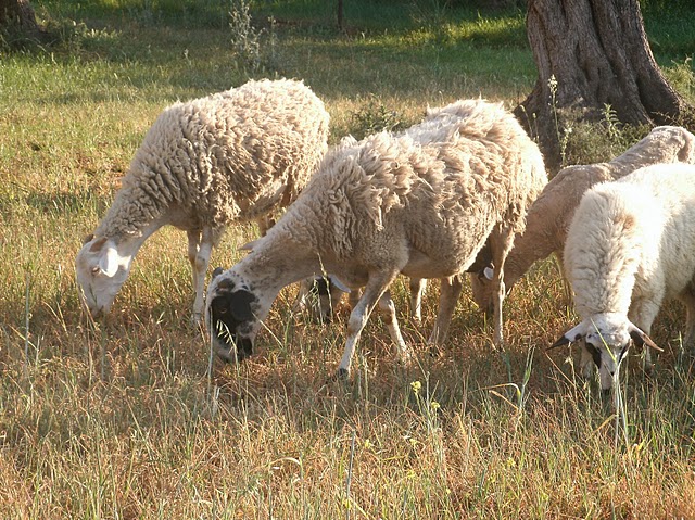 Sheep country astros