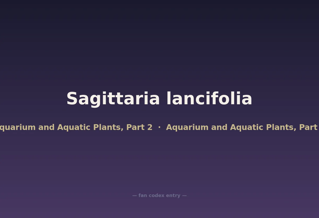 Sagittaria lancifolia