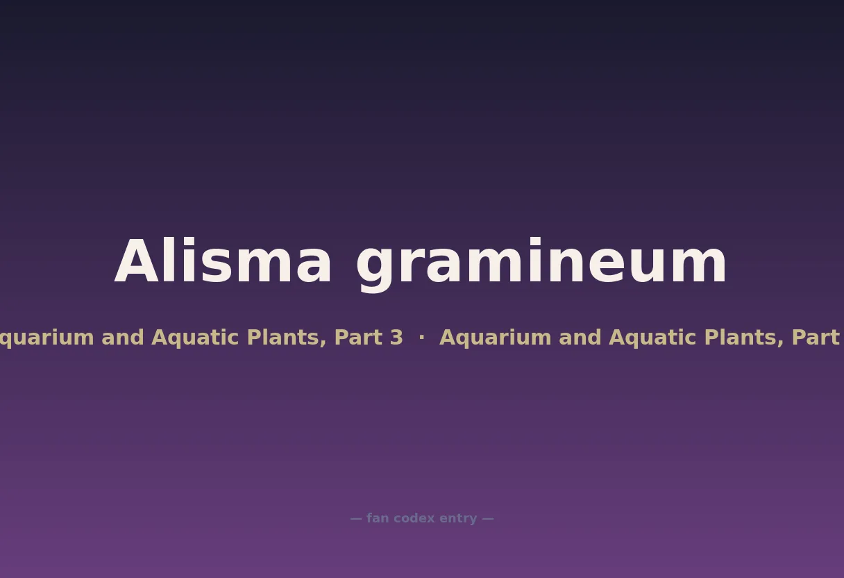 Alisma gramineum