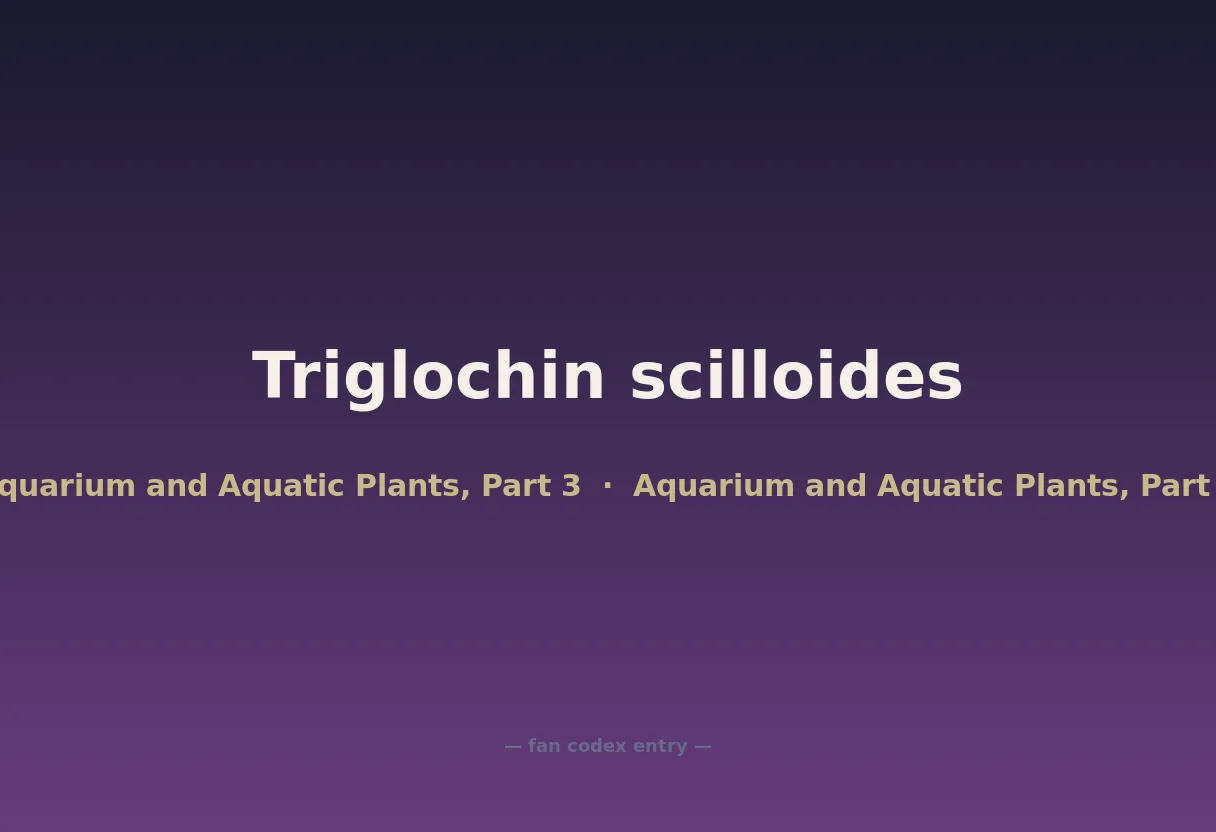 Triglochin scilloides