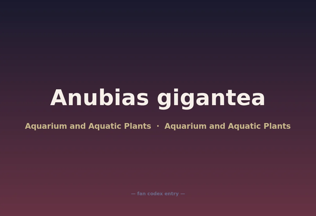 Anubias gigantea