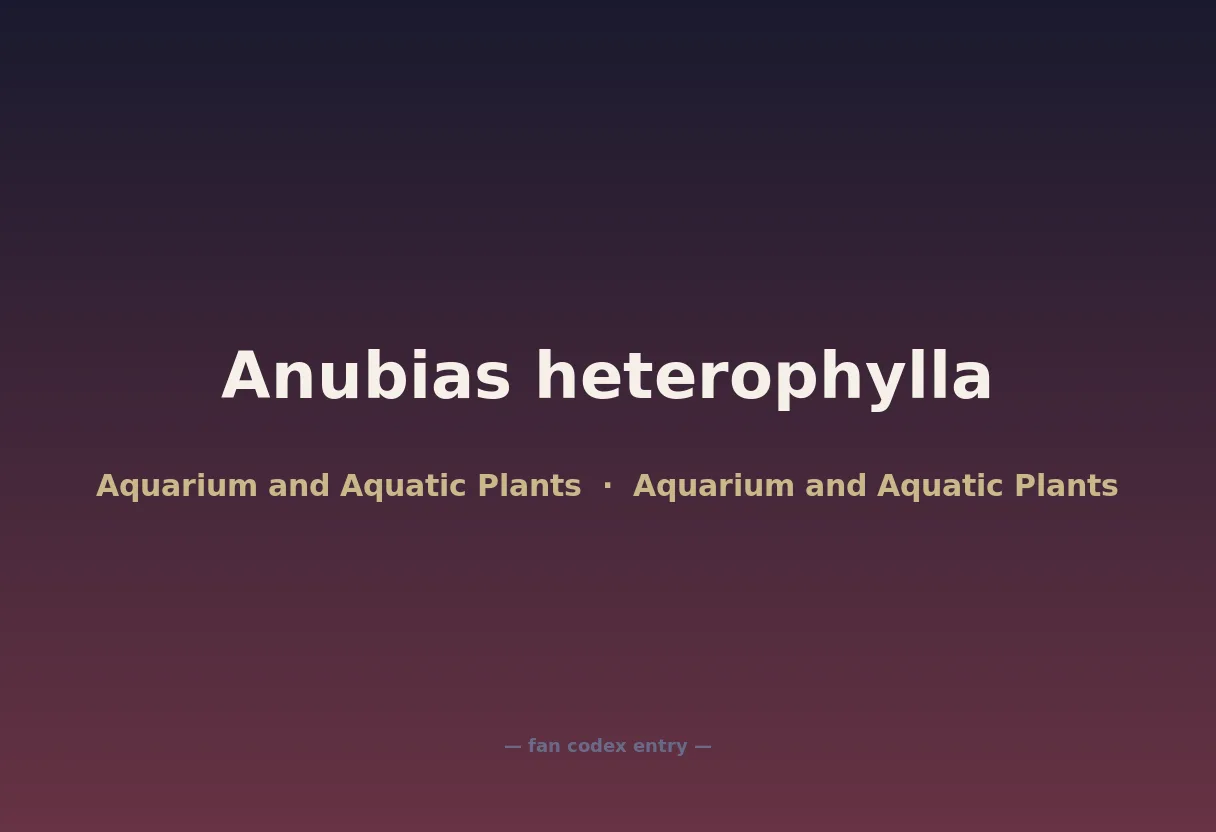 Anubias heterophylla