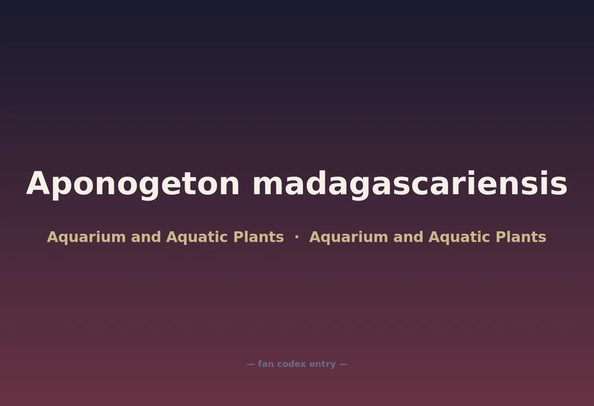 Aponogeton madagascariensis