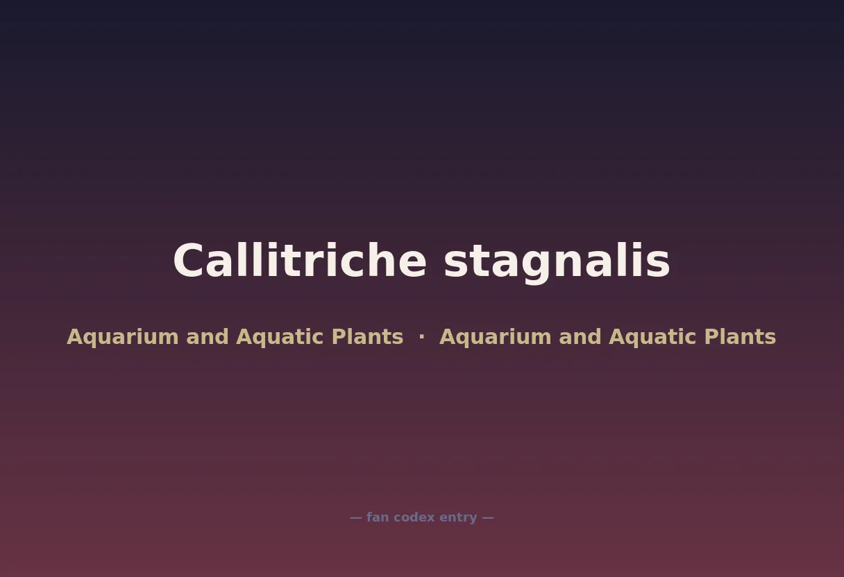 Callitriche stagnalis
