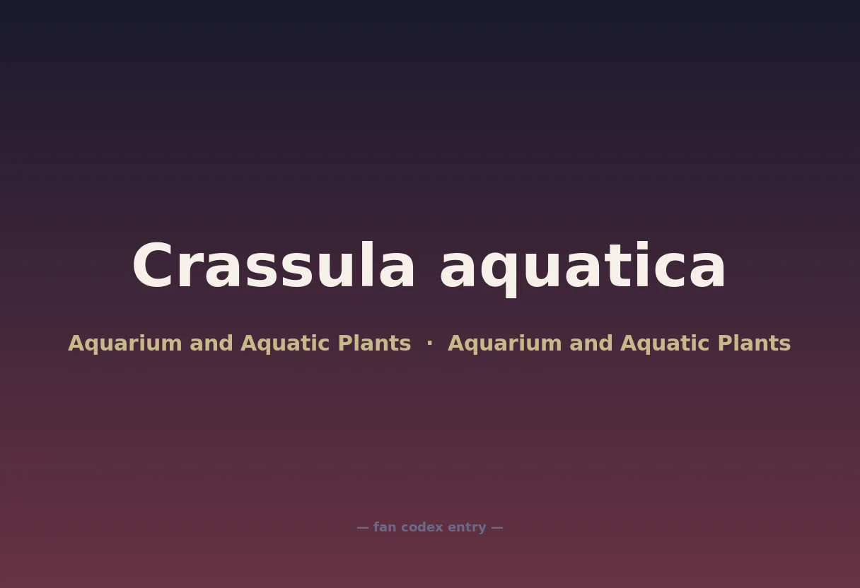 Crassula aquatica