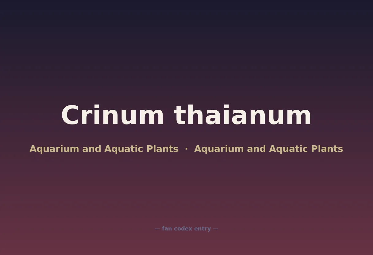 Crinum thaianum