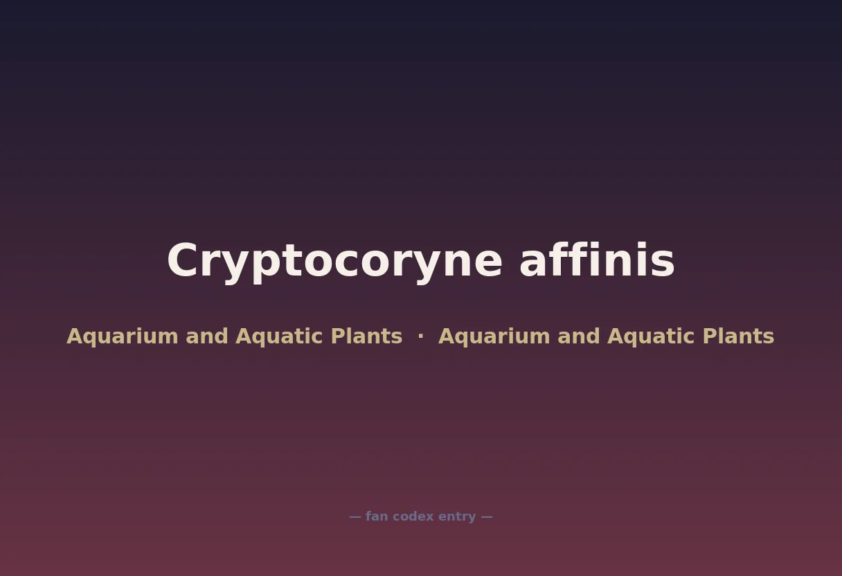 Cryptocoryne affinis