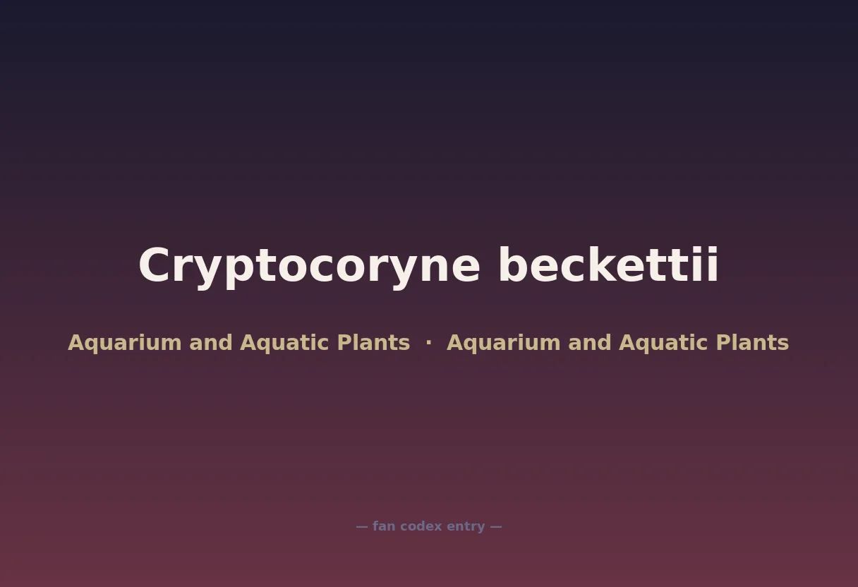 Cryptocoryne beckettii