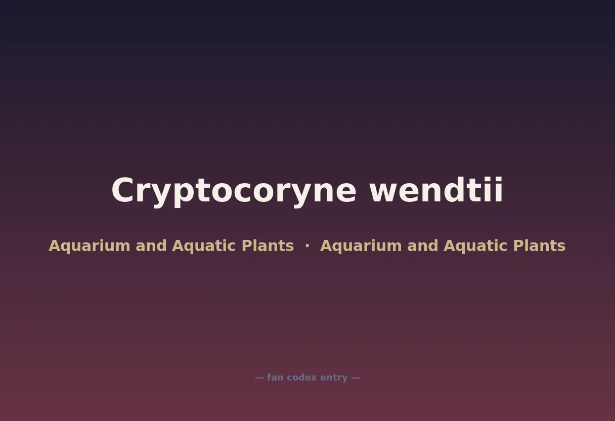 Cryptocoryne wendtii